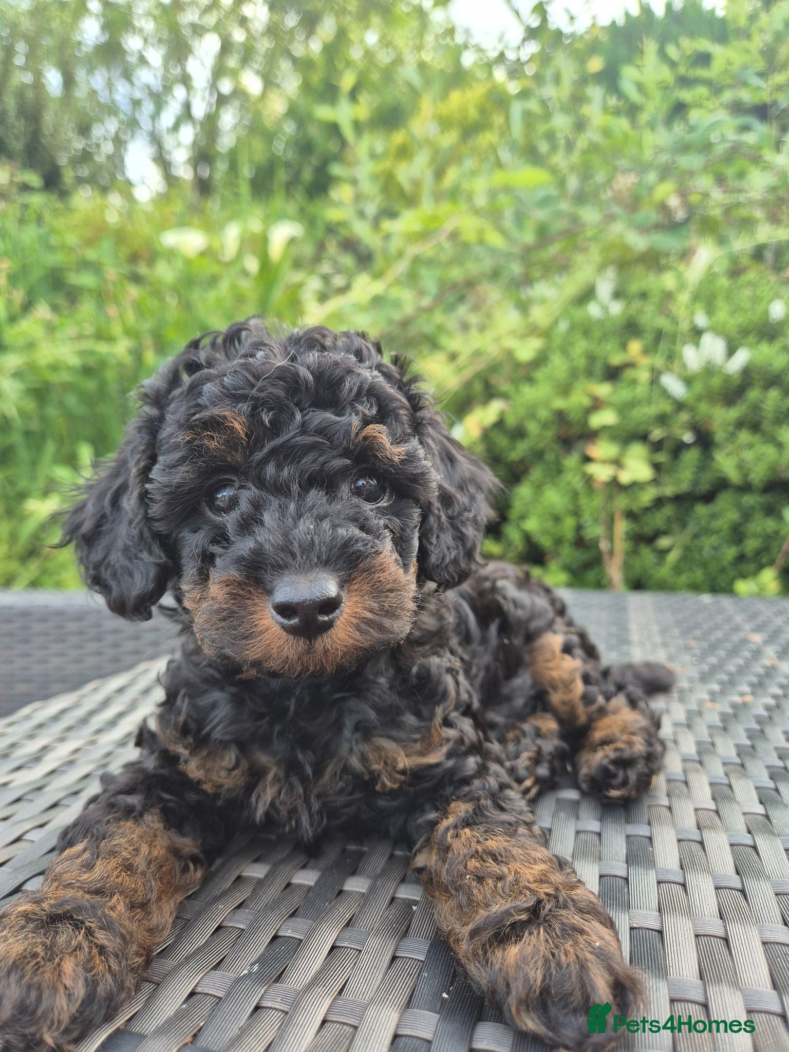 Toy Poodle dogs Stunning Phantom Toy Poodles  - Advert 9