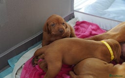Hungarian Vizsla dogs for sale: Adorable vizsla puppies, exceptional pedigree - Image 25