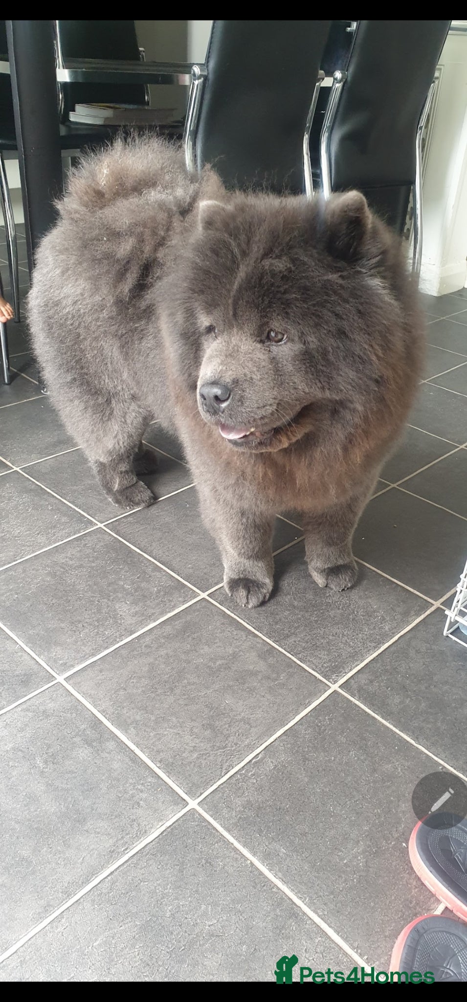 Chow Chow dogs £150 Beautiful Stud Dog Hugo - Advert 8
