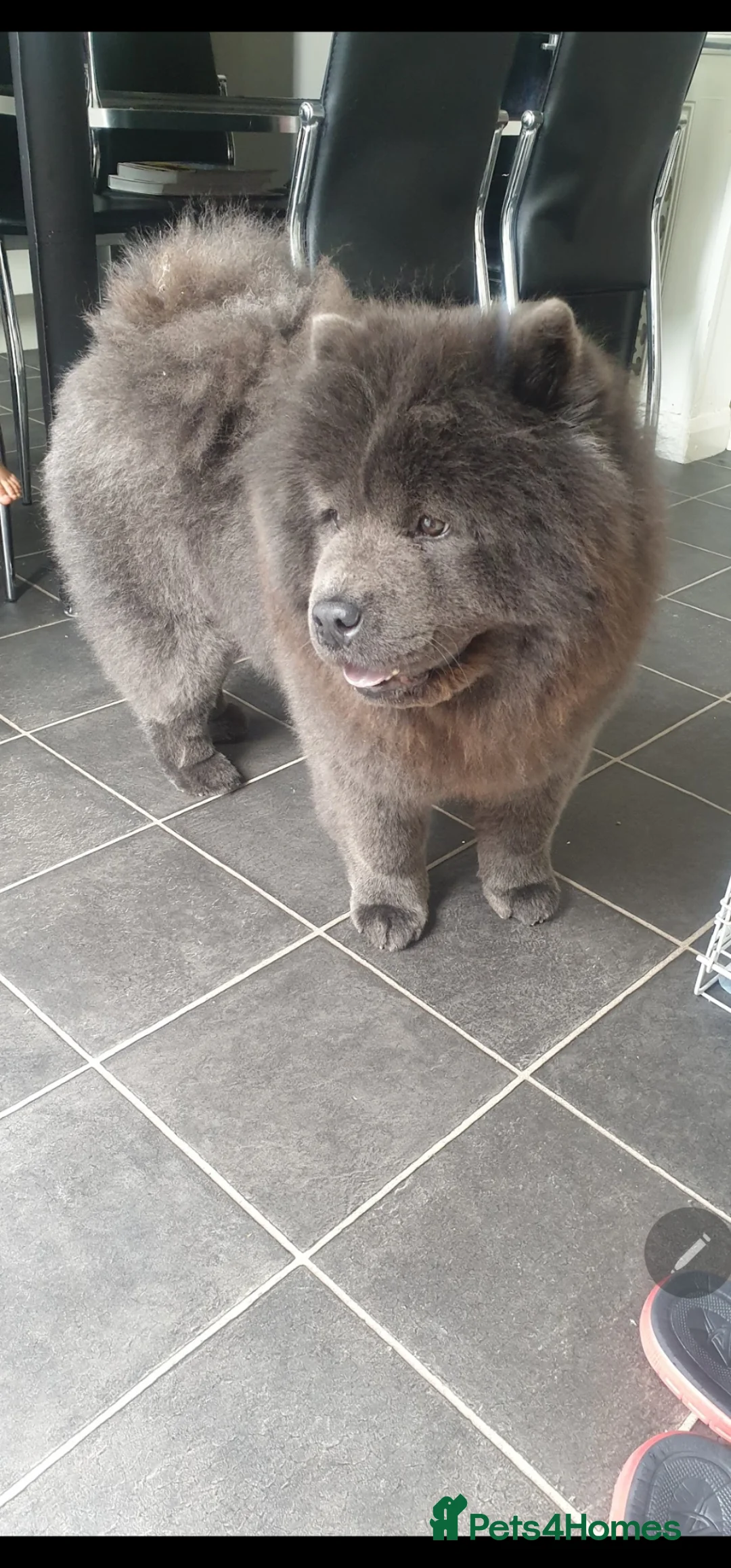 Chow Chow dogs for stud: £150 Beautiful Stud Dog Hugo in Manchester - Advert 1