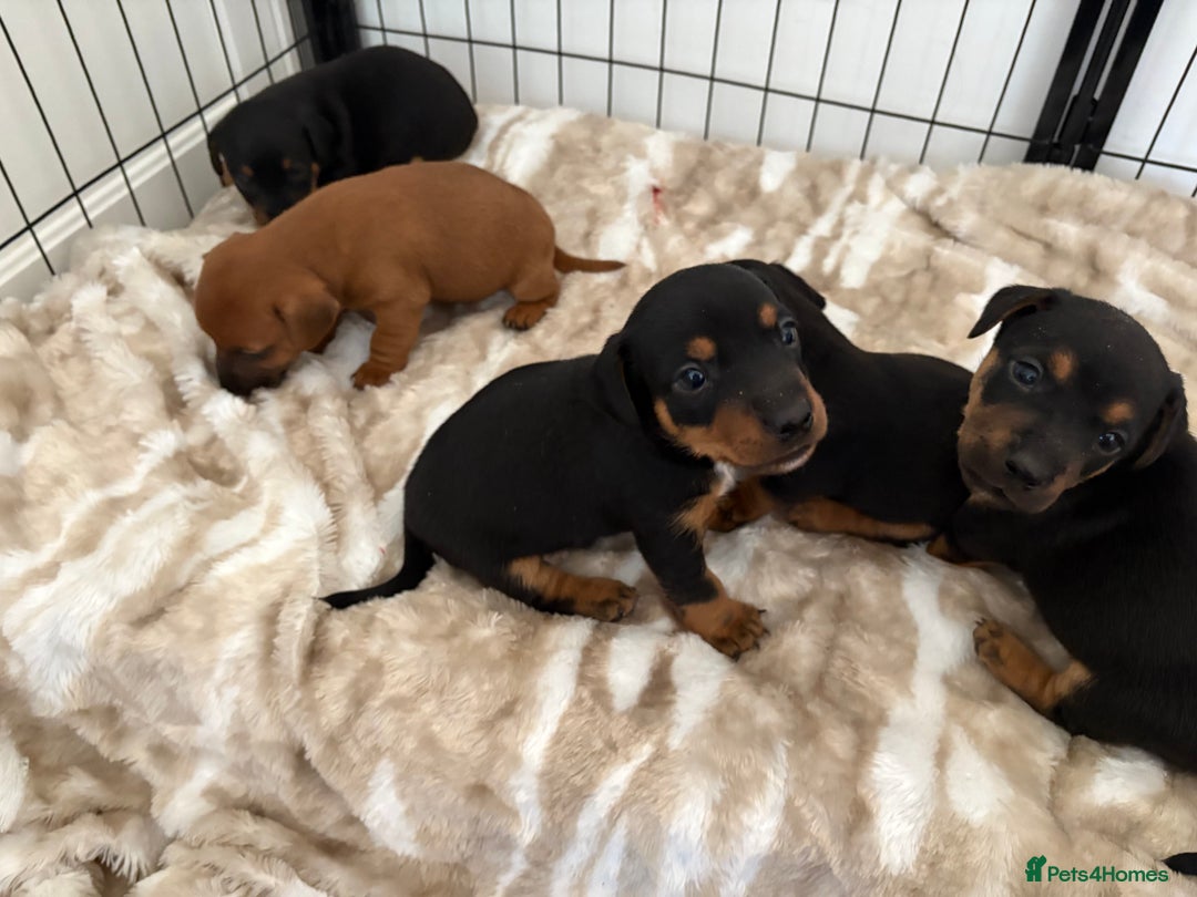 Jack Russell dogs for sale: Miniature jack Russell puppies - Image 3