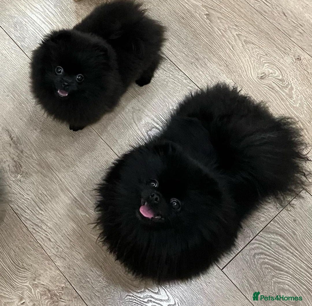 Pomeranian dogs for sale: Super tiny 40+🏆 in lines 700g 💙 only ready now! - Advert 9
