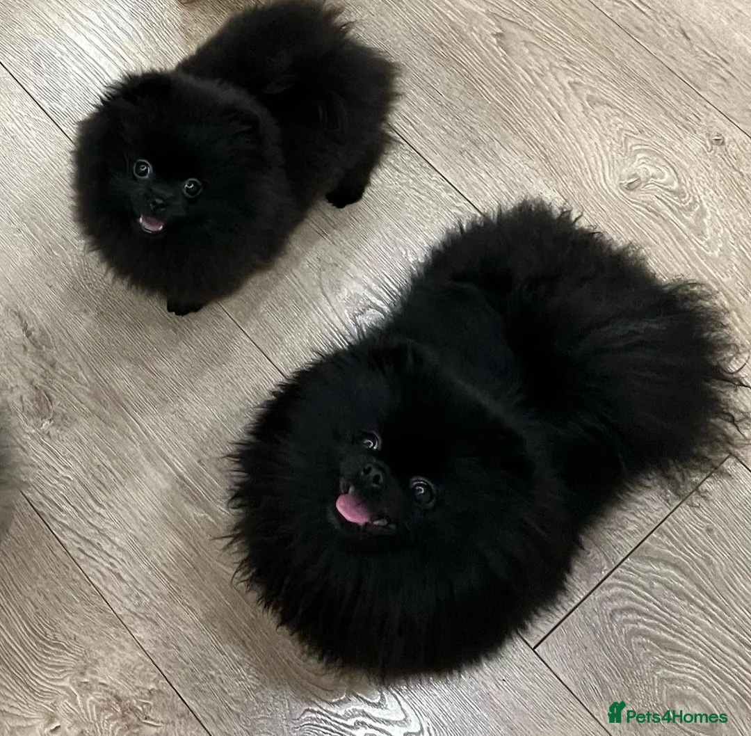 Pomeranian dogs for sale: 40+🏆 in lines 💙 only ready now! - Advert 9