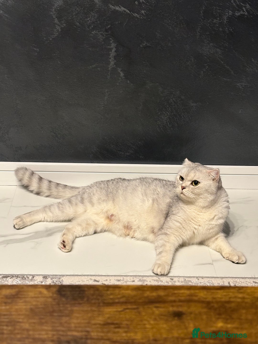 Scottish Fold cats for sale: Last Scottish Fold left - Advert 6