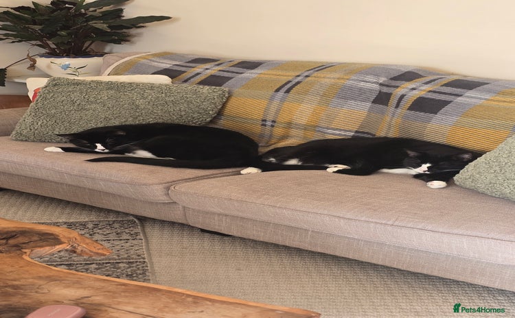Domestic Shorthair cats - Advert 1