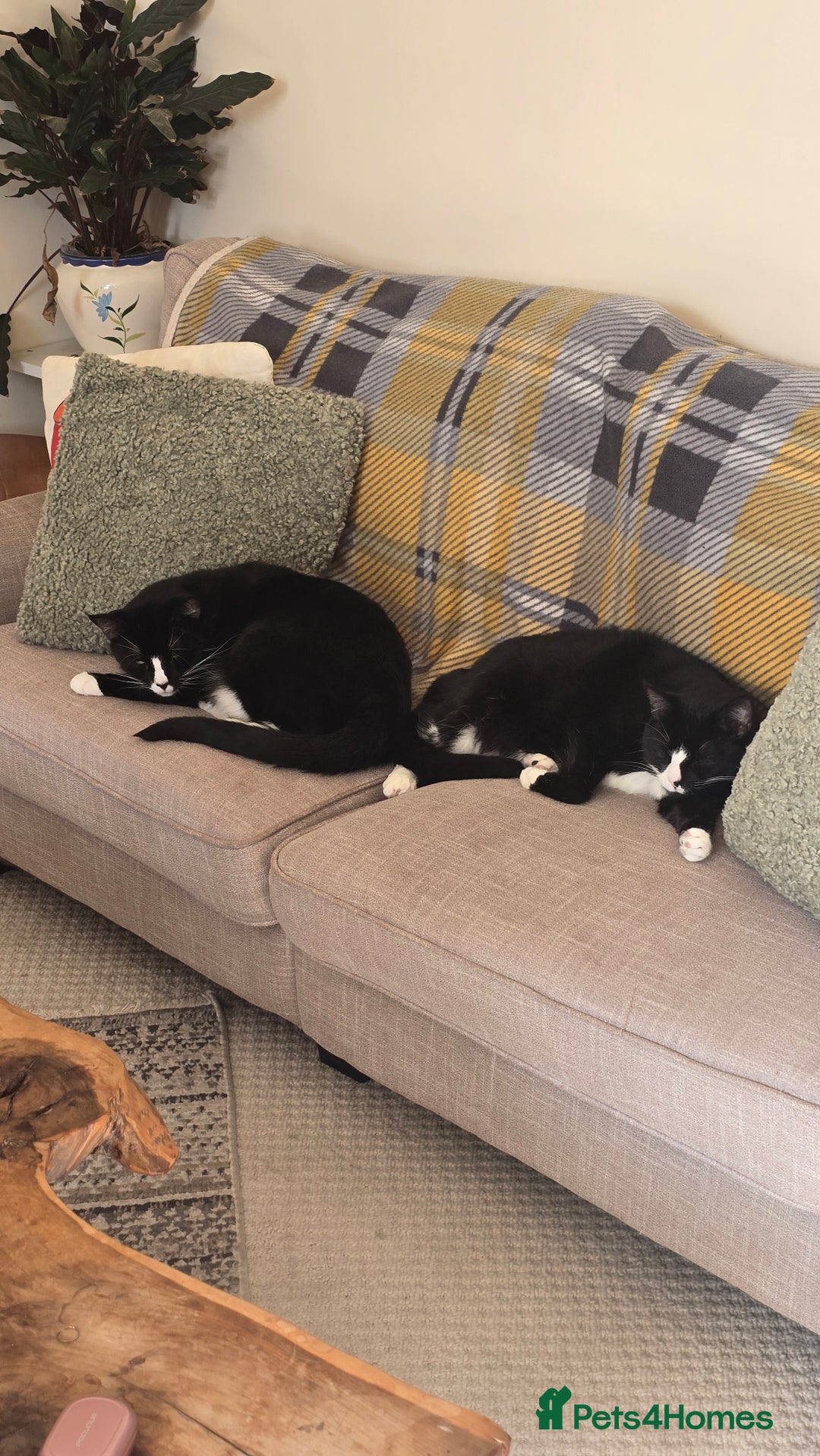 Domestic Shorthair cats for sale: Callie & Clive - Image 1
