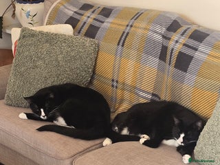 Domestic Shorthair cats - Advert 39