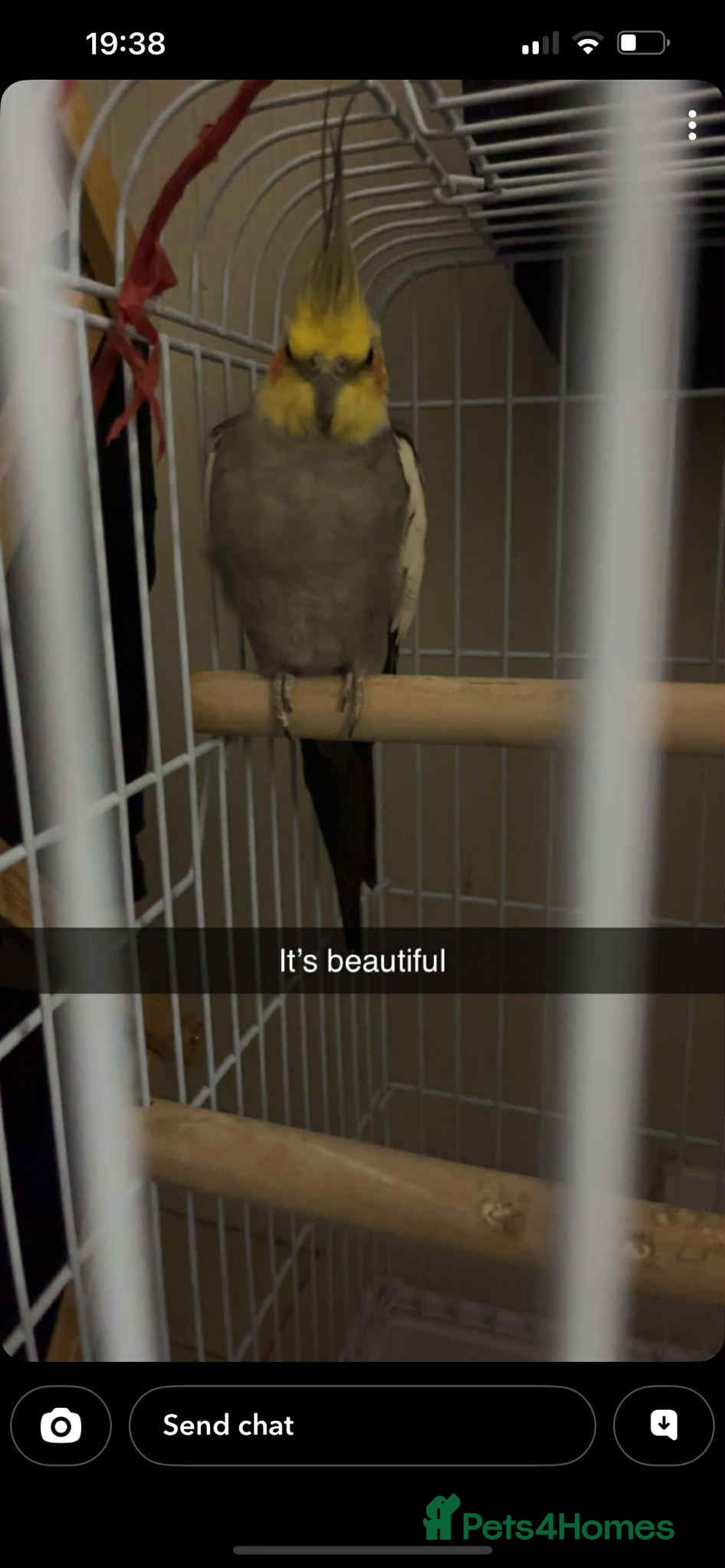 Cockatiels birds Male Cockatiel, cage and accessories  - Advert 5