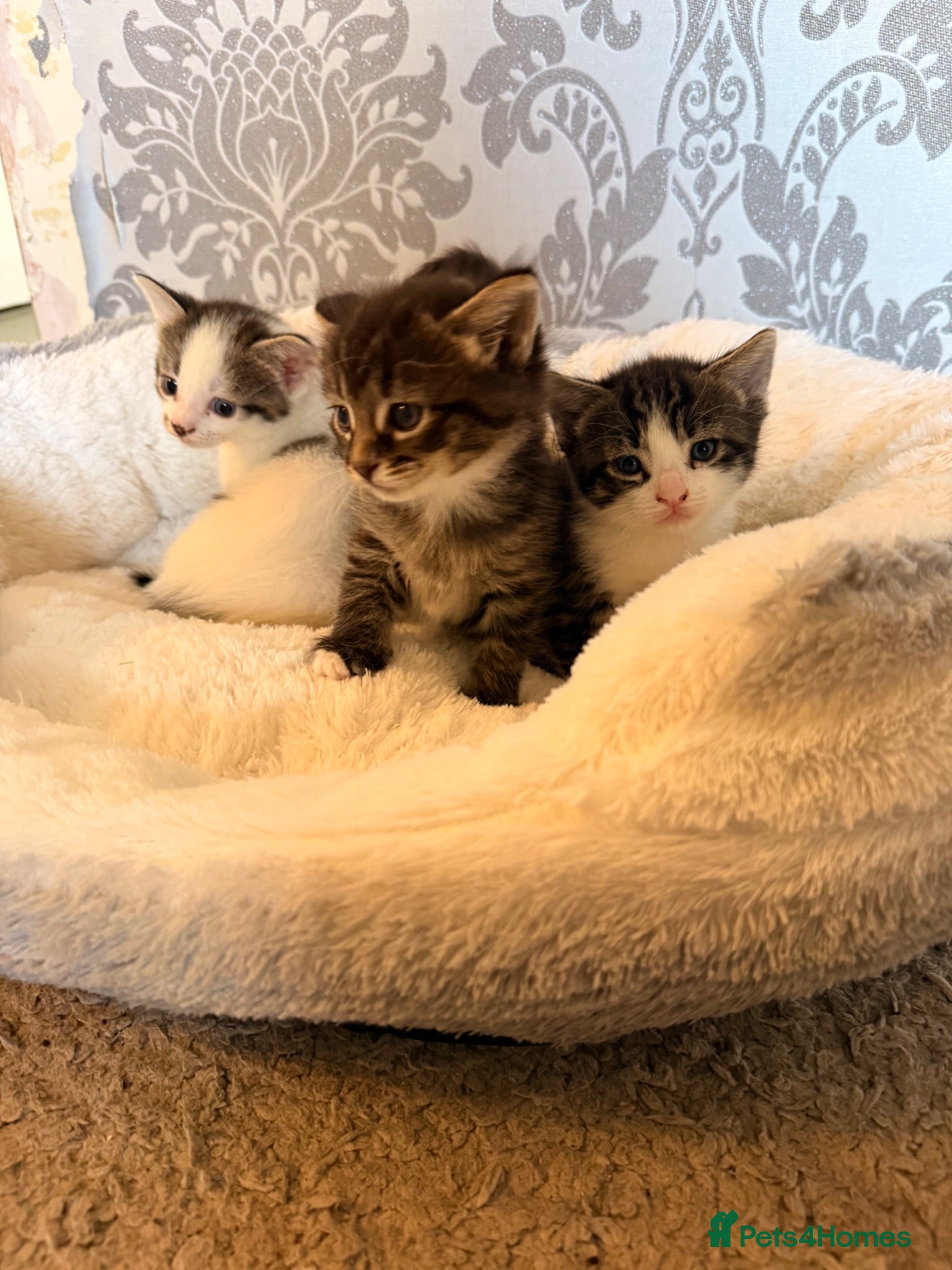 Bengal cats Beautiful half Bengal x kittens  - Advert 1