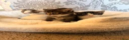 Bengal cats for sale: Beautiful half Bengal x kittens  in Manchester - Advert 1