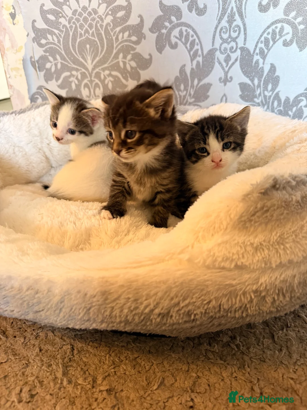 Bengal cats for sale: Beautiful half Bengal x kittens  in Manchester - Advert 1