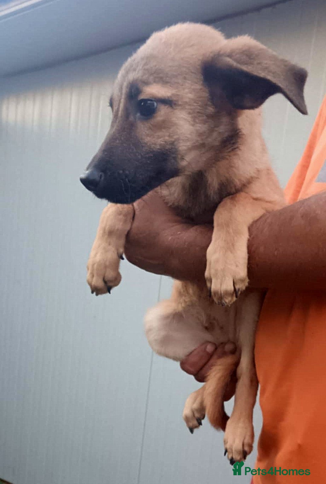 Mixed Breed dogs for adoption: 💖 MARLEY – a lovely boy with a gentle soul 💖 - Advert 3