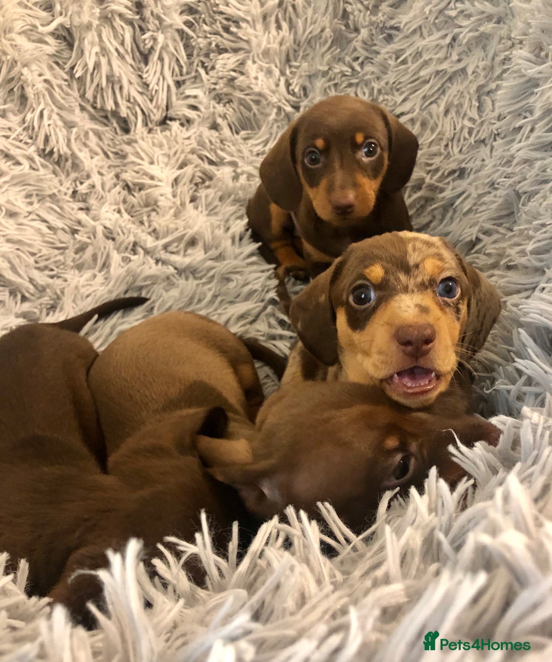 Miniature Dachshund dogs for stud: Mini Dachshund Boy for Stud, KC reg, Choc Dapple in Salford - Advert 8