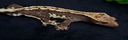 Gecko reptiles for sale: Beautiful Crested Gecko's ready for new homes  - Advert 6