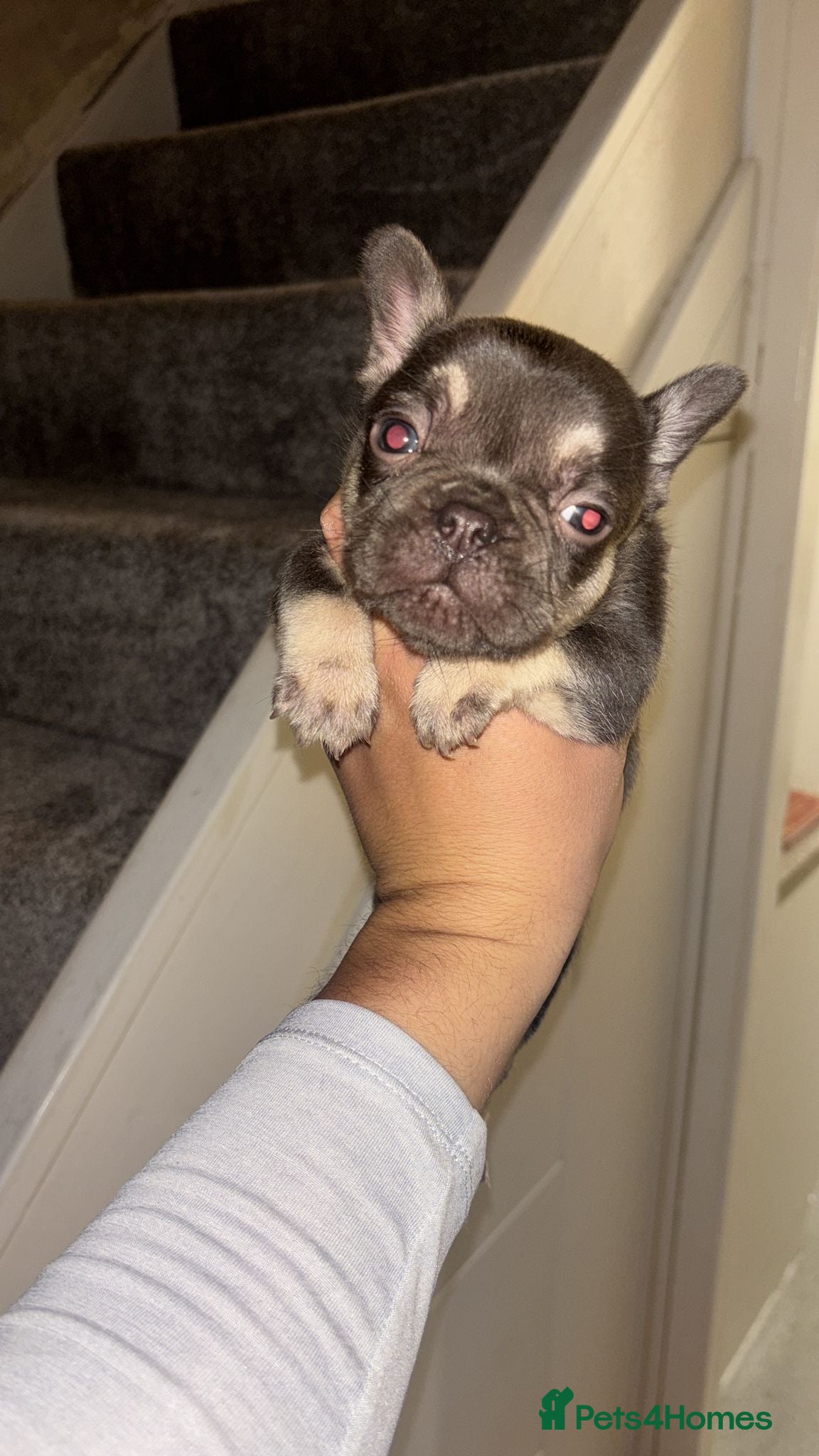 French Bulldog dogs 2 French bulldog puppies for sale £1100😍 - Advert 9