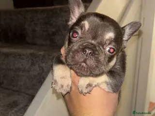 French Bulldog dogs 2 French bulldog puppies for sale £1100😍 - Advert 9