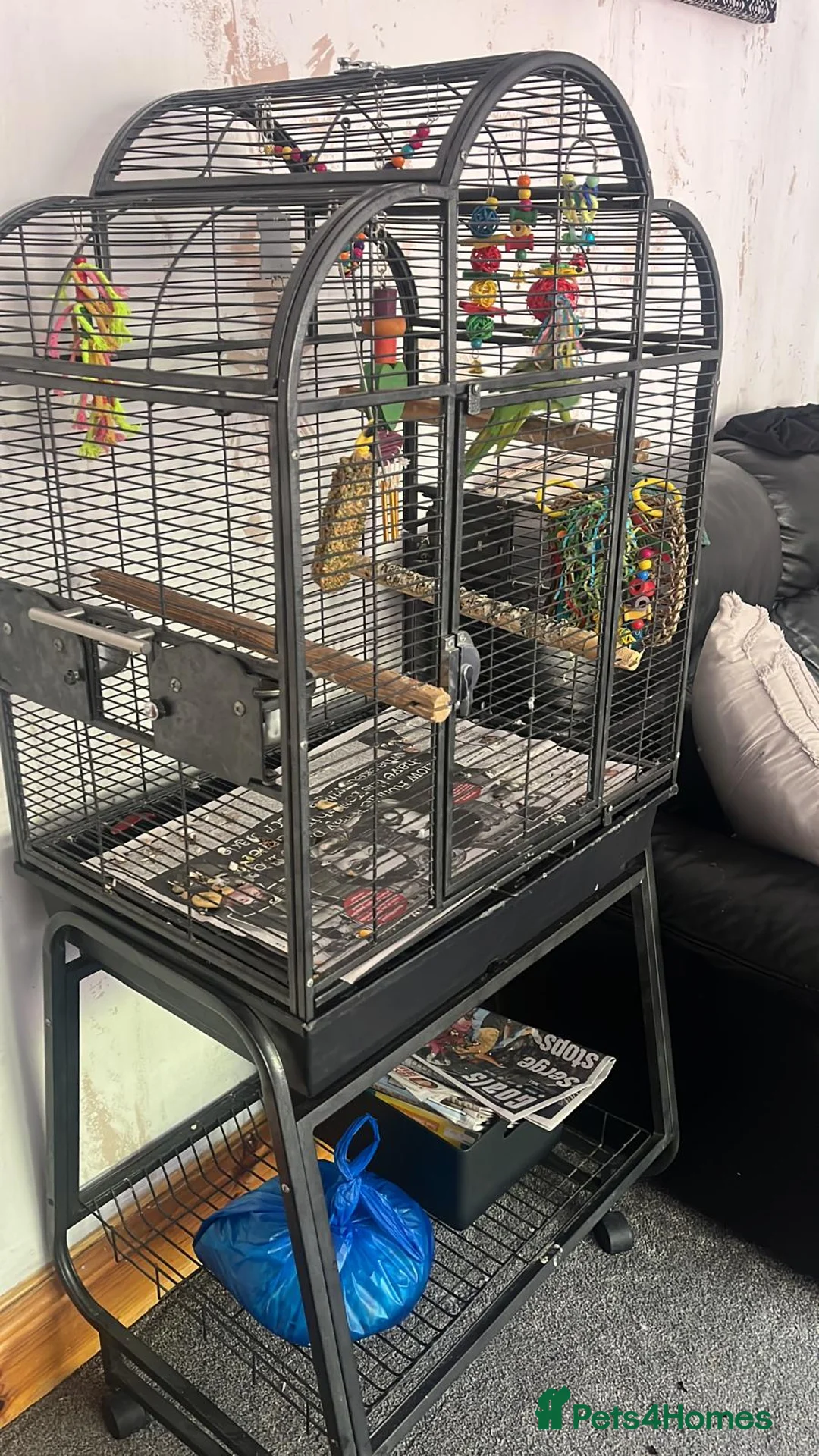 Ringnecks birds for sale: indian ringneck parrot in Birmingham - Advert 3