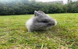 Lionhead rabbits for sale: Lionhead bunnies - Image 4