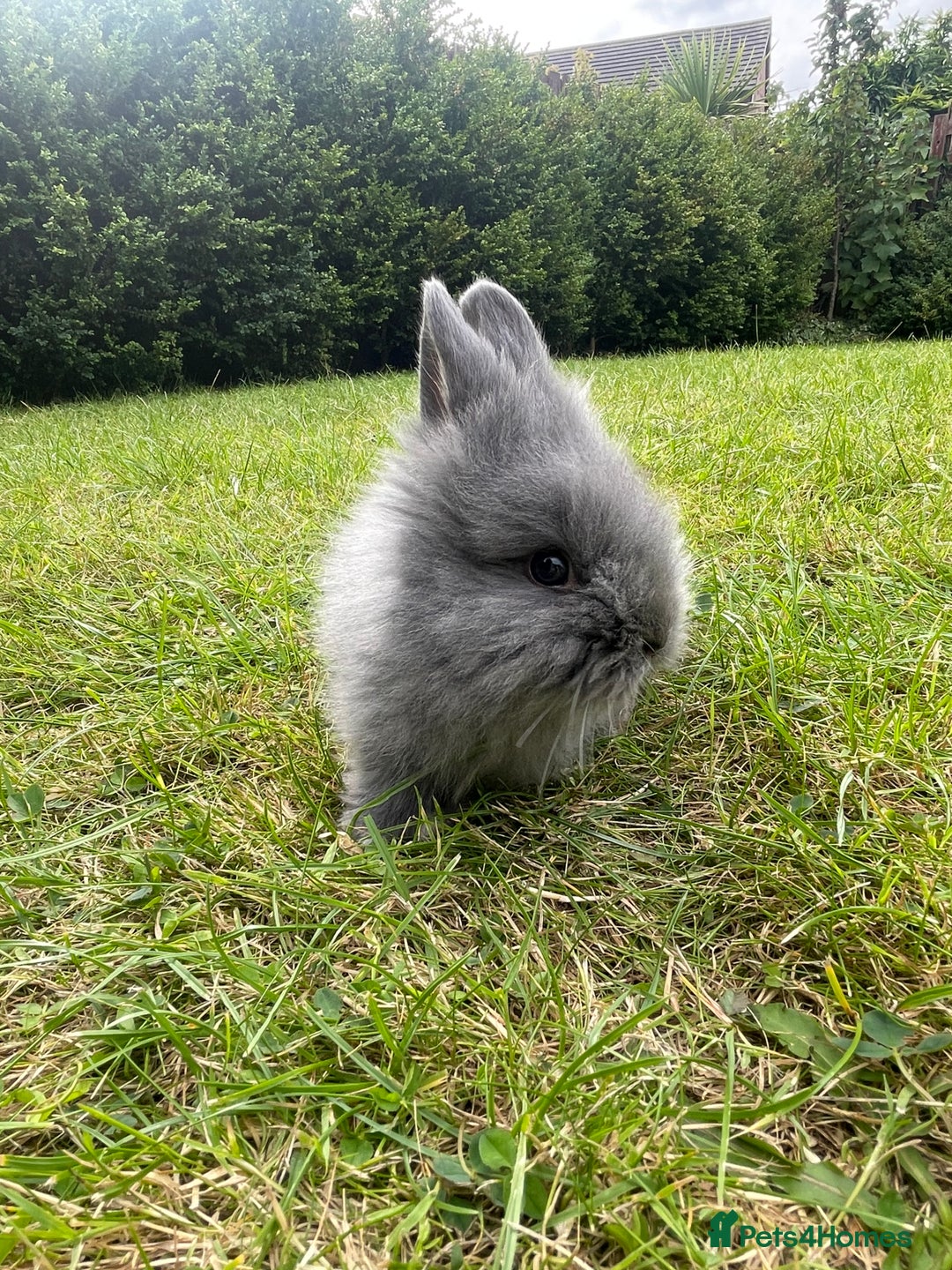 Lionhead rabbits for sale: Lionhead bunnies - Image 4