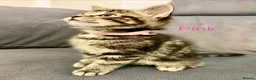 Mixed Breed cats for sale: Tabby kittens  in Abingdon - Advert 12