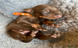 Dobermann dogs for sale: KC REGISTERED DOBERMAN PUPS - Image 12
