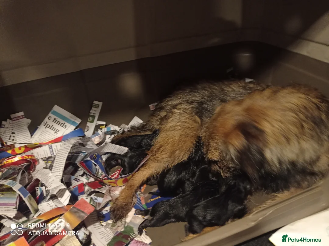 Border Terrier dogs for sale: Adorable Pedigree Border Terrier Puppies  in Poole - Advert 1