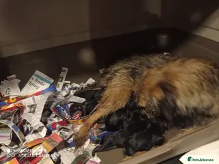 Border Terrier dogs Adorable Pedigree Border Terrier Puppies in Poole - Advert 4