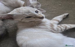 Siamese cats for sale: 3 stunning babies ready to leave now!!! - Image 13