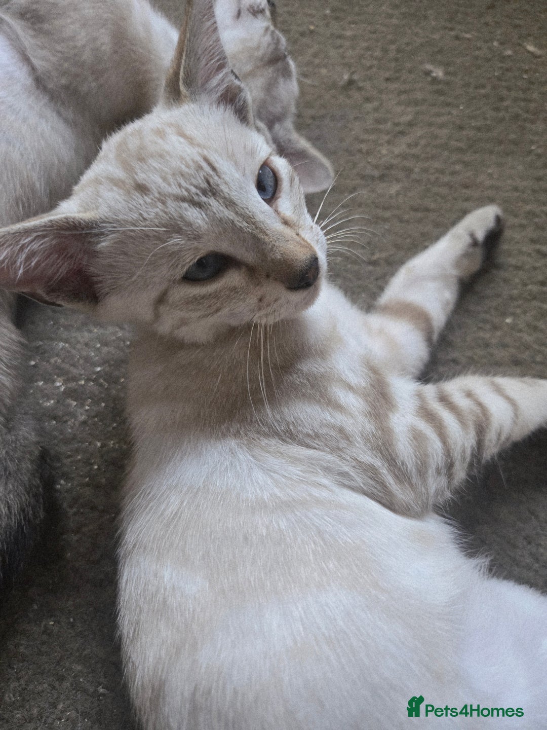 Siamese cats for sale: 3 stunning babies ready to leave now!!! - Image 13