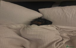 Miniature Dachshund dogs for sale: Coco needs a new home🩷🏡 - Image 7