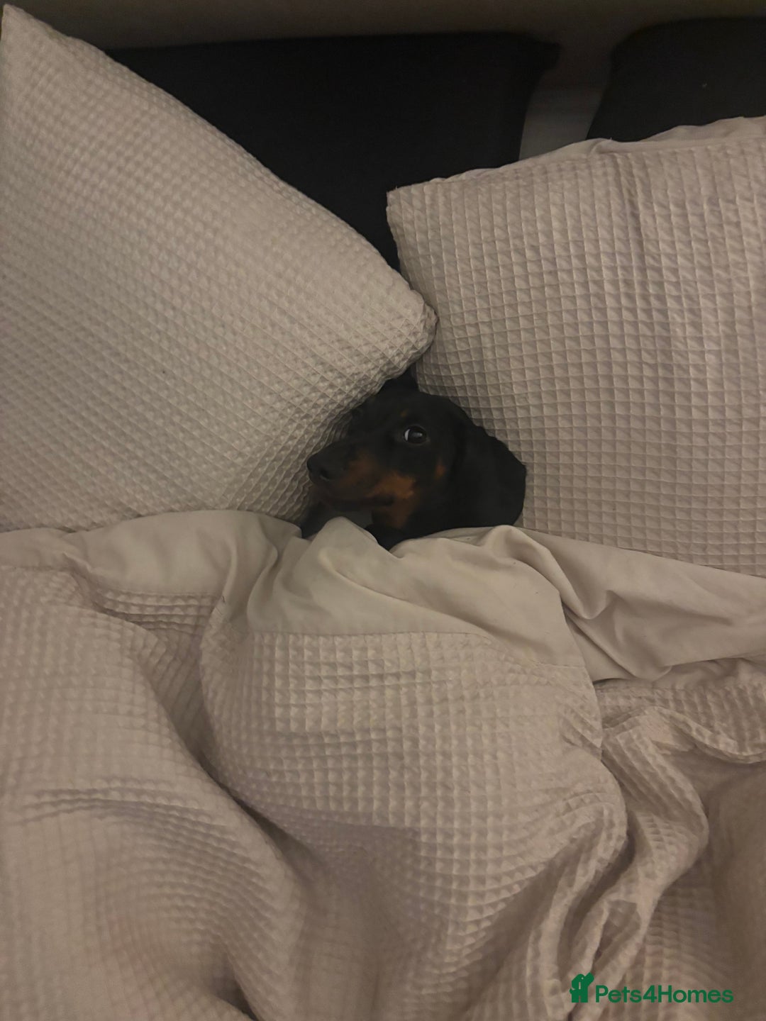 Miniature Dachshund dogs for sale: Coco needs a new home🩷🏡 - Image 7