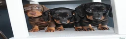 Miniature Dachshund dogs for sale: Beautiful miniature dachshund puppies  - Advert 5