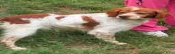 Brittany Spaniel dogs for adoption: Urano in Camberley - Advert 1