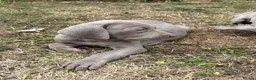 Weimaraner dogs for sale: 🐶KC Registered Weimaraner Puppies 🐶 - Advert 13