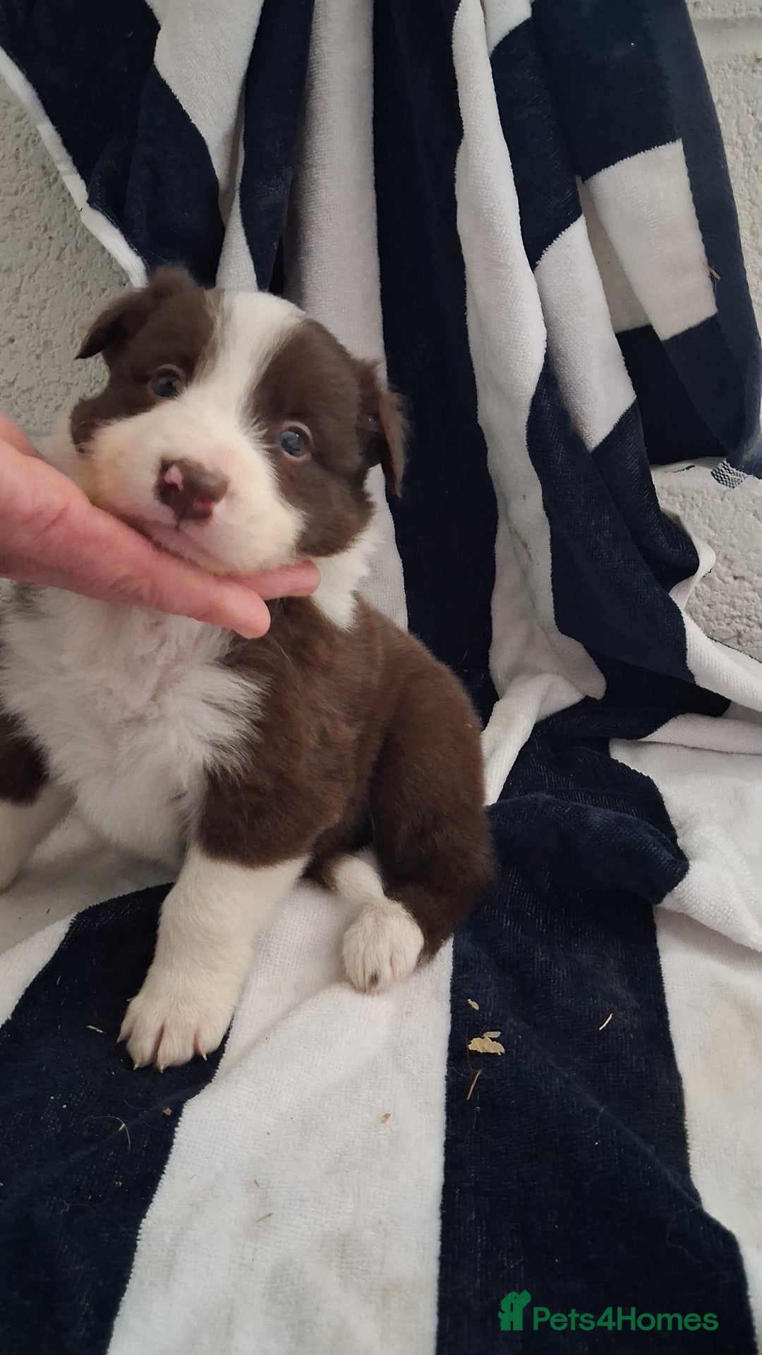 Border Collie dogs for sale: Border collie  - Image 3