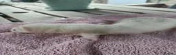 Ferret rodents for sale: Beautiful Ferret Kits for sale  - Advert 24