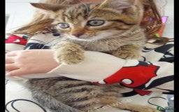 Mixed Breed cats for sale: Kitten  in Birmingham - Image 1