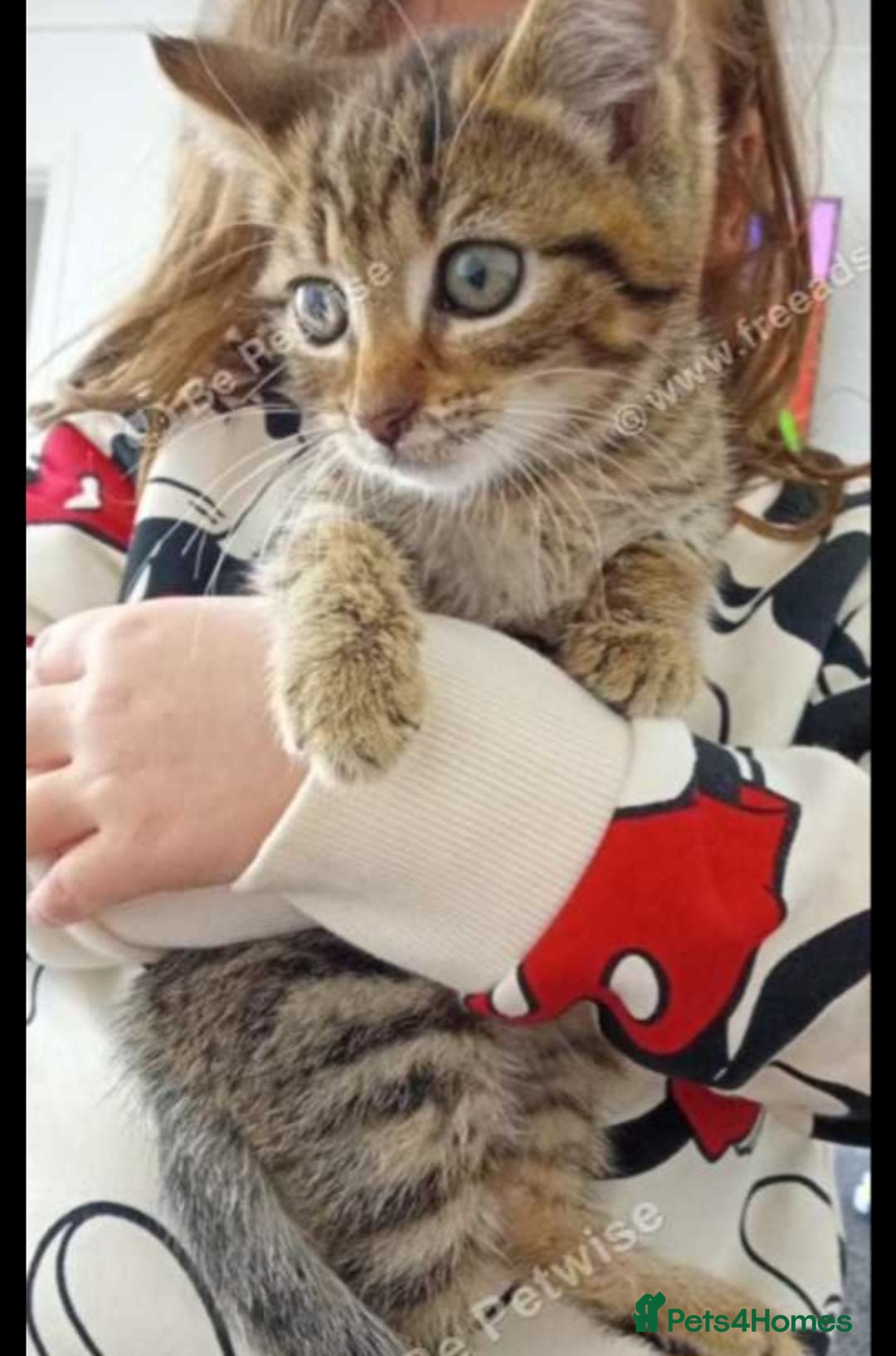 Mixed Breed cats for sale: Kitten  in Birmingham - Image 1