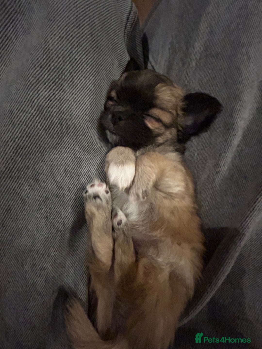 Chihuahua dogs for sale: 2 gorgeous girls for sale ❤️ - Advert 20