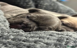 French Bulldog dogs for sale: Well bred French Bulldog Puppies  - Image 9