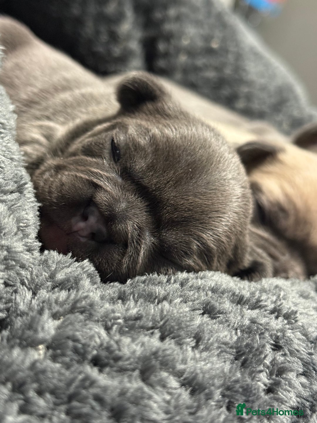 French Bulldog dogs for sale: Well bred French Bulldog Puppies  - Image 9