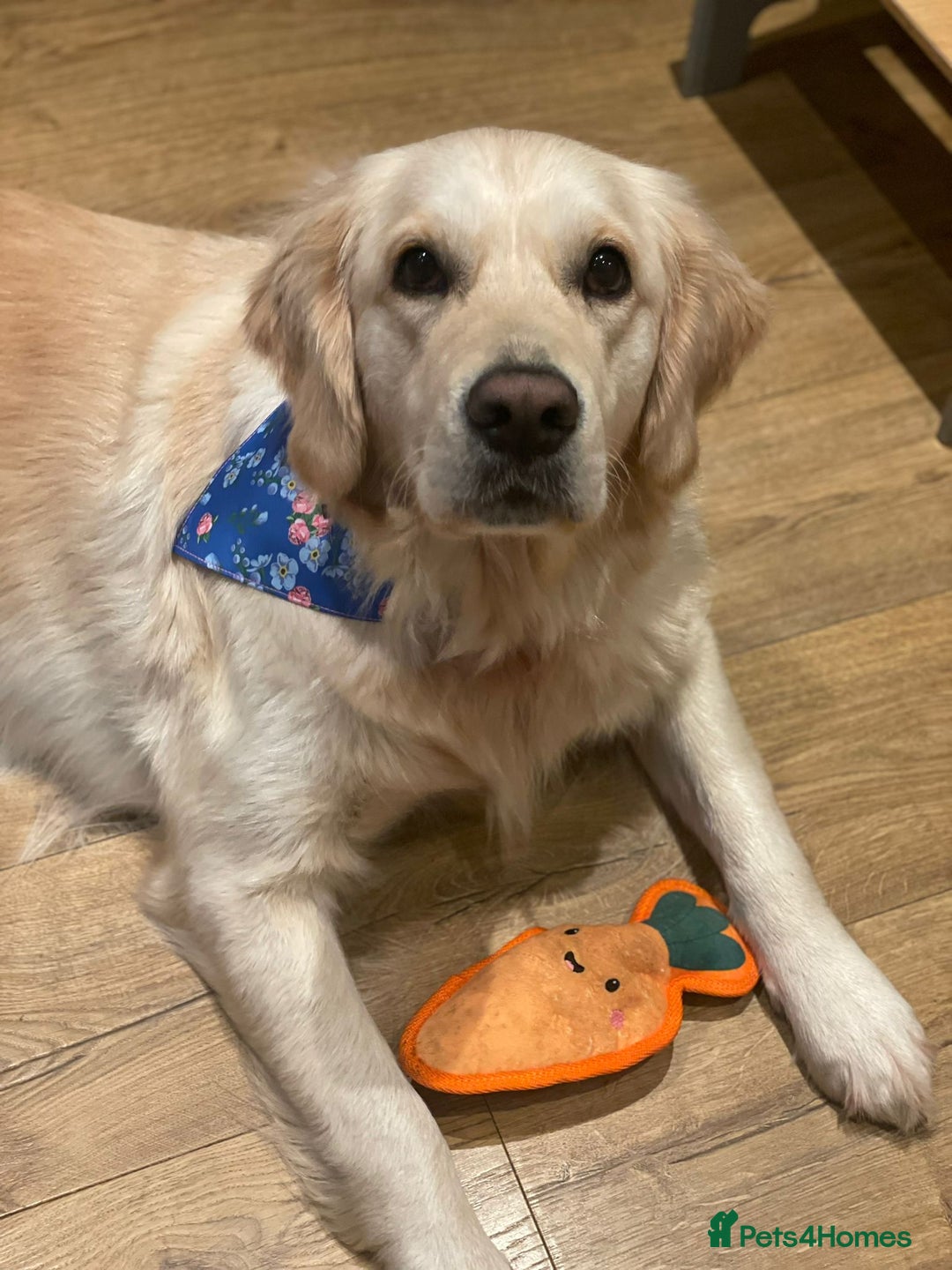 Golden Retriever dogs for sale: KC Golden Retriever Puppies – Due Early Feb - Advert 4