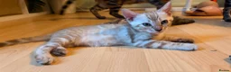 Bengal cats for sale: Tica Registered Bengal Kittens - Snow and Brown - Advert 8