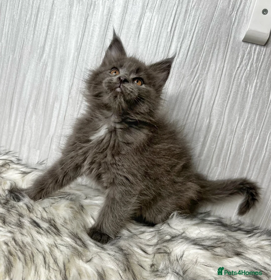 Maine Coon cats for sale: Maine coon last blue girl available 💜 - Advert 9