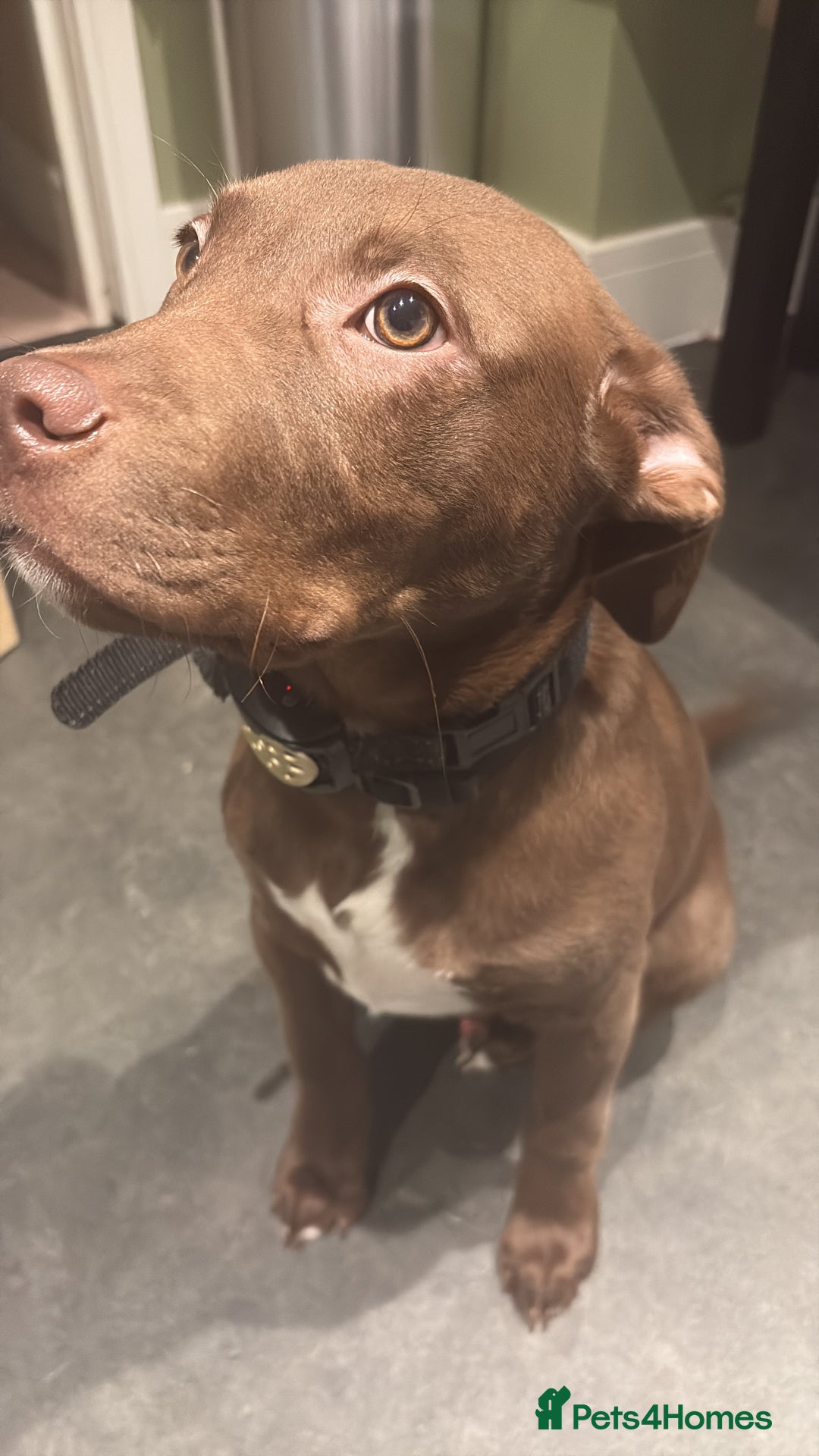 Mixed Breed dogs for sale: Labrador x staff  - Advert 2