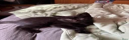 Mixed Breed cats for sale: 3 Adorable kittens ready to leave very soon - Advert 6