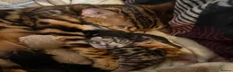 Bengal cats for sale: Exceptional Bengal Heritage Kittens in Llangammarch Wells - Advert 9