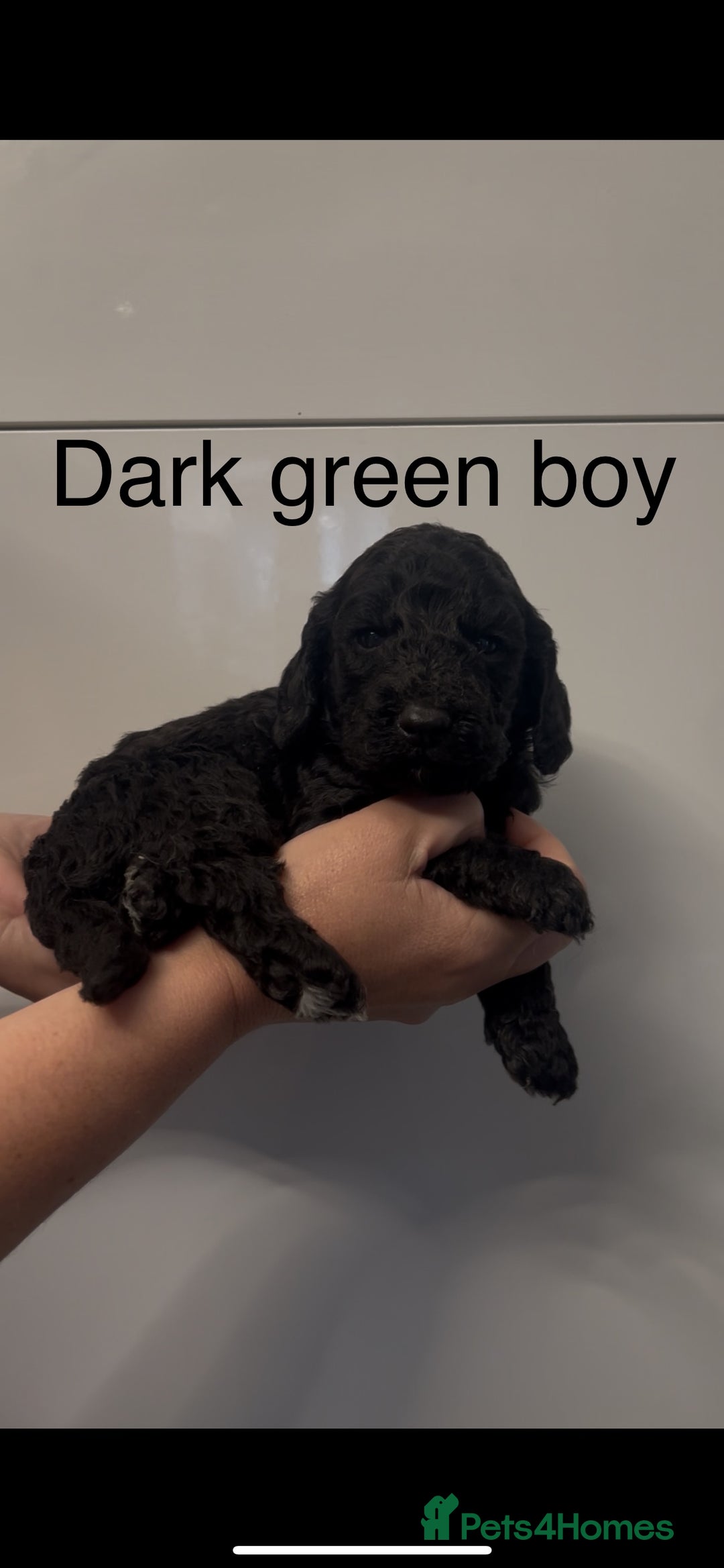 Cockapoo dogs for sale: Cockapoo puppies - Image 14