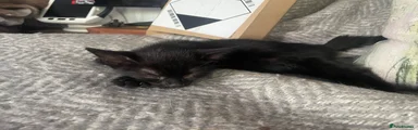 British Shorthair 2