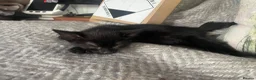 British Shorthair cats for sale: READY NOW British Short Hair x Bengal Kittens - Advert 15